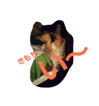 this is my family story cat（個別スタンプ：2）
