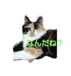 this is my family story cat（個別スタンプ：3）