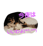 this is my family story cat（個別スタンプ：4）