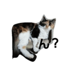 this is my family story cat（個別スタンプ：5）
