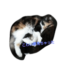 this is my family story cat（個別スタンプ：6）