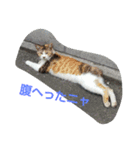 this is my family story cat（個別スタンプ：7）