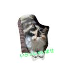 this is my family story cat（個別スタンプ：8）