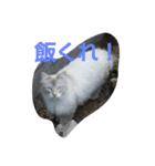 this is my family story cat（個別スタンプ：10）
