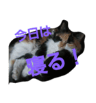 this is my family story cat（個別スタンプ：12）