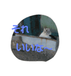 this is my family story cat（個別スタンプ：13）