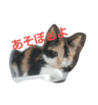this is my family story cat（個別スタンプ：14）