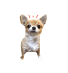 やばい犬（個別スタンプ：1）
