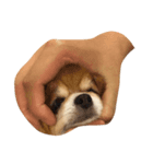 やばい犬（個別スタンプ：2）