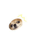 やばい犬（個別スタンプ：4）