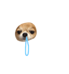 やばい犬（個別スタンプ：5）