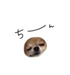 やばい犬（個別スタンプ：6）