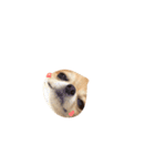 やばい犬（個別スタンプ：7）