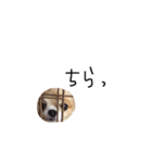 やばい犬（個別スタンプ：8）