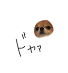 やばい犬（個別スタンプ：10）