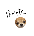 やばい犬（個別スタンプ：11）