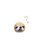 やばい犬（個別スタンプ：12）