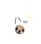 やばい犬（個別スタンプ：13）