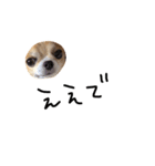 やばい犬（個別スタンプ：15）