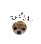 やばい犬（個別スタンプ：16）