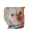 ヨークシャテリアぺろ（個別スタンプ：1）