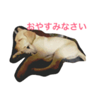 ラブラドールとネコ（個別スタンプ：2）