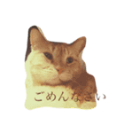 ラブラドールとネコ（個別スタンプ：8）