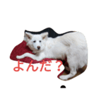 わたあめ、7ヶ月（個別スタンプ：1）
