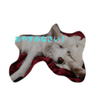 わたあめ、7ヶ月（個別スタンプ：2）