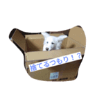 わたあめ、7ヶ月（個別スタンプ：4）