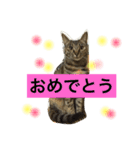 momo catstanp3（個別スタンプ：4）