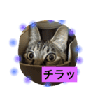 momo catstanp3（個別スタンプ：13）