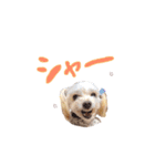 moco＆meru（個別スタンプ：15）