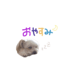 moco＆meru（個別スタンプ：16）