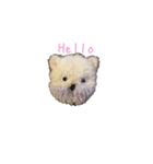 ポンポンクマ（個別スタンプ：1）