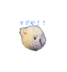 ポンポンクマ（個別スタンプ：3）