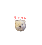 ポンポンクマ（個別スタンプ：7）