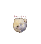 ポンポンクマ（個別スタンプ：8）