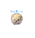 ポンポンクマ（個別スタンプ：12）