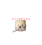 ポンポンクマ（個別スタンプ：20）