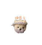 ポンポンクマ（個別スタンプ：21）