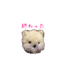 ポンポンクマ（個別スタンプ：27）