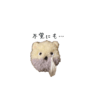 ポンポンクマ（個別スタンプ：30）