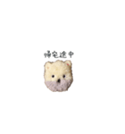 ポンポンクマ（個別スタンプ：32）