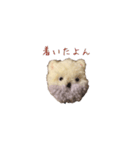 ポンポンクマ（個別スタンプ：33）