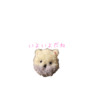 ポンポンクマ（個別スタンプ：34）