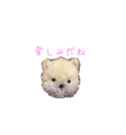 ポンポンクマ（個別スタンプ：38）