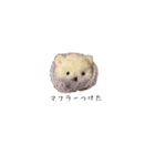 ポンポンクマ（個別スタンプ：40）
