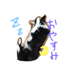 ボーダーコリーのルー（個別スタンプ：5）