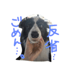 ボーダーコリーのルー（個別スタンプ：6）